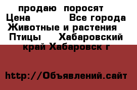 продаю  поросят  › Цена ­ 1 000 - Все города Животные и растения » Птицы   . Хабаровский край,Хабаровск г.